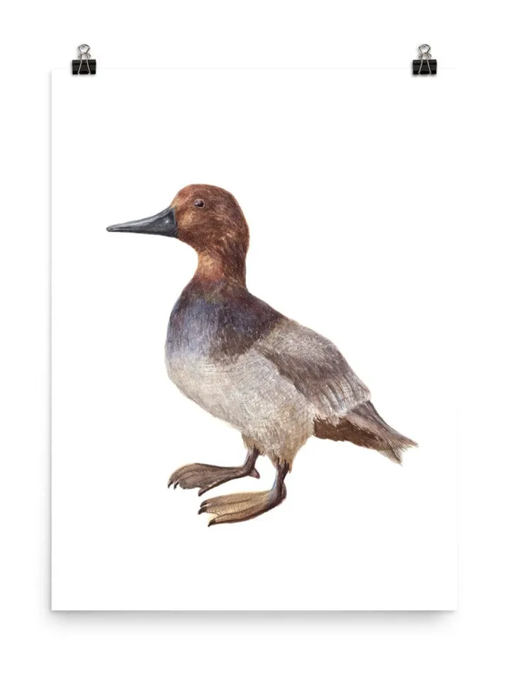 Mallard Duck Watercolor Painting Print, Vintage Duck Print, Duck Painting, Duck Decor, Birds Lovers, Dock Gifts, Duck Illustration, Wood Art