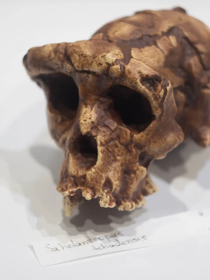 Sahelanthropus Tchadensis Skull Replica, Prehistoric Fossil Collection, Realistic Hominid Skull, Museum Quality