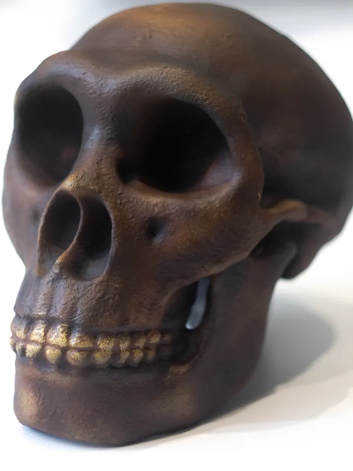 Homo Neanderthal from Spi Cave Skull Replica, Prehistoric Fossil Collection, Realistic Hominid Skull