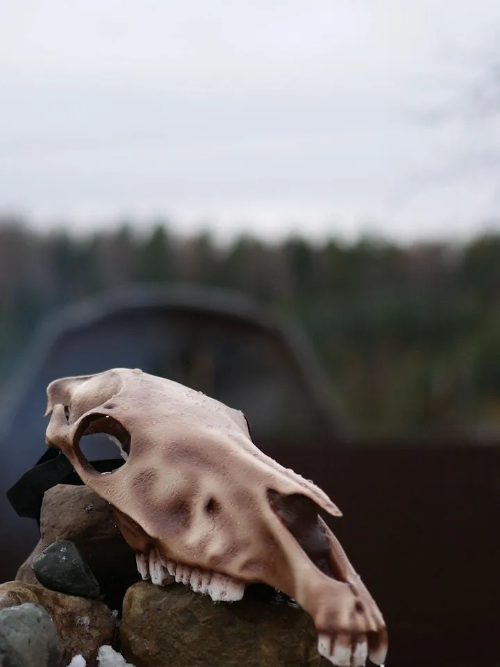 Horse Skull Mask Without Jaw, Horror Mask, Realistic Skull Mask, halloween scary mask, creepy mask, skull costume mask, shamanic mask