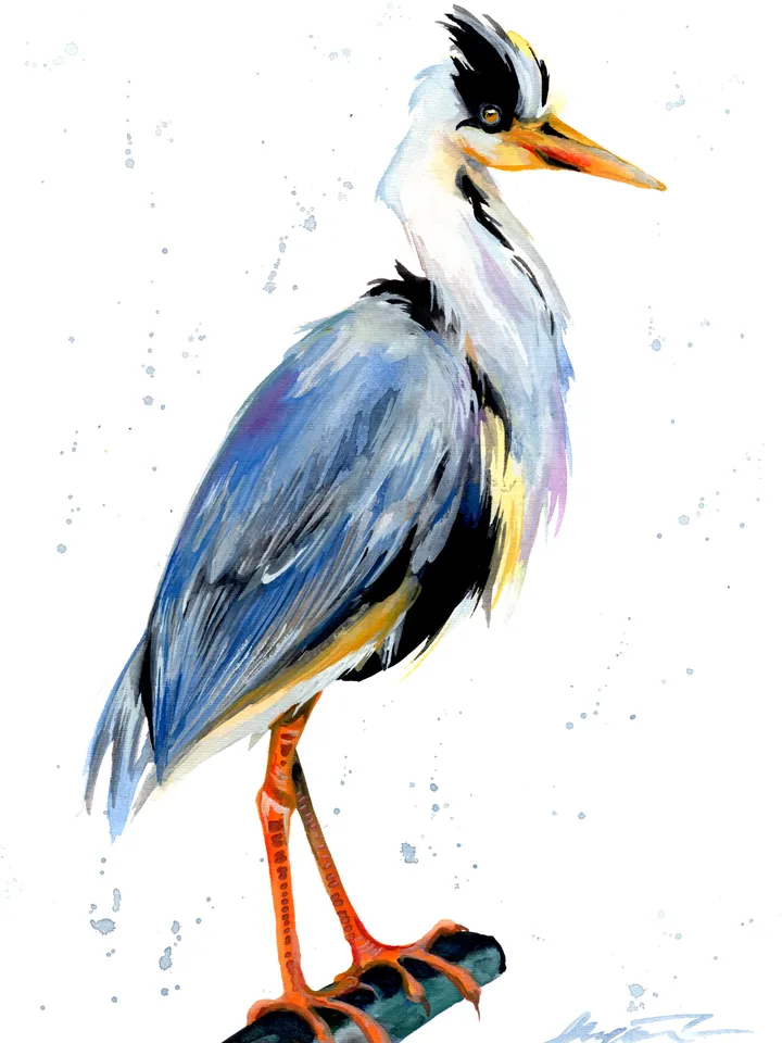 Great Blue Heron Bird Watercolour, bird painting, wall decor, birds lover gift, 8x11 in handmade art by Anne Gorywine