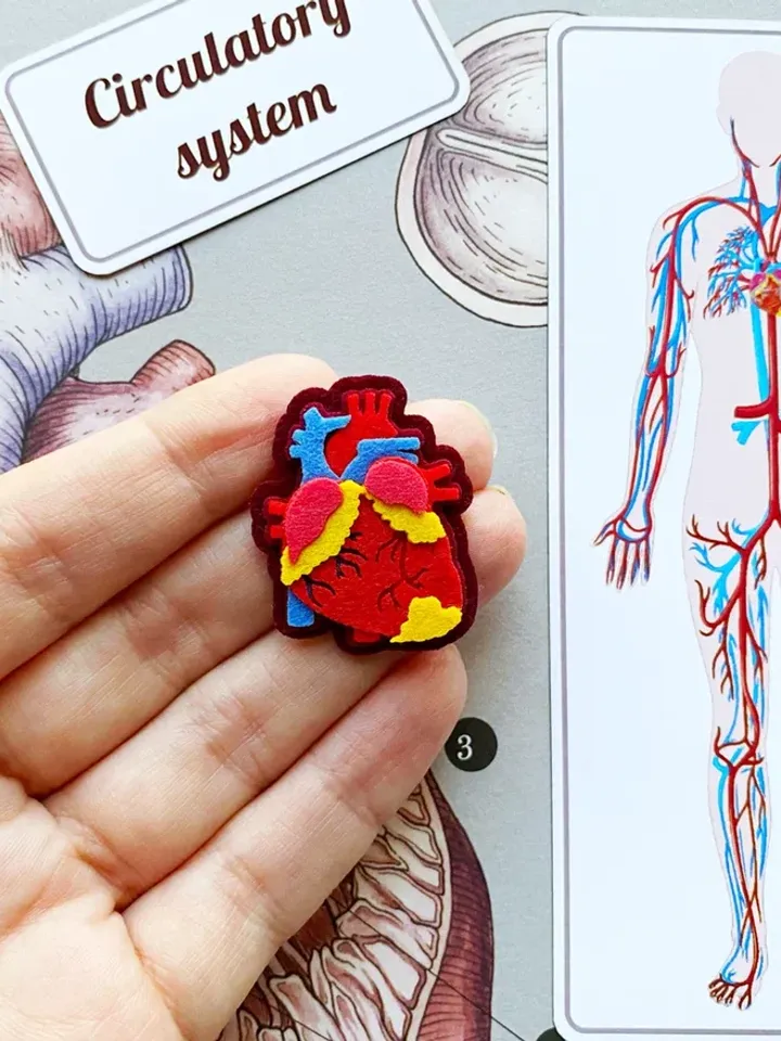 Anatomy board, FULL SET (skeleton and organs),Small Human Anatomy, Medical Human body, Montessori science play set