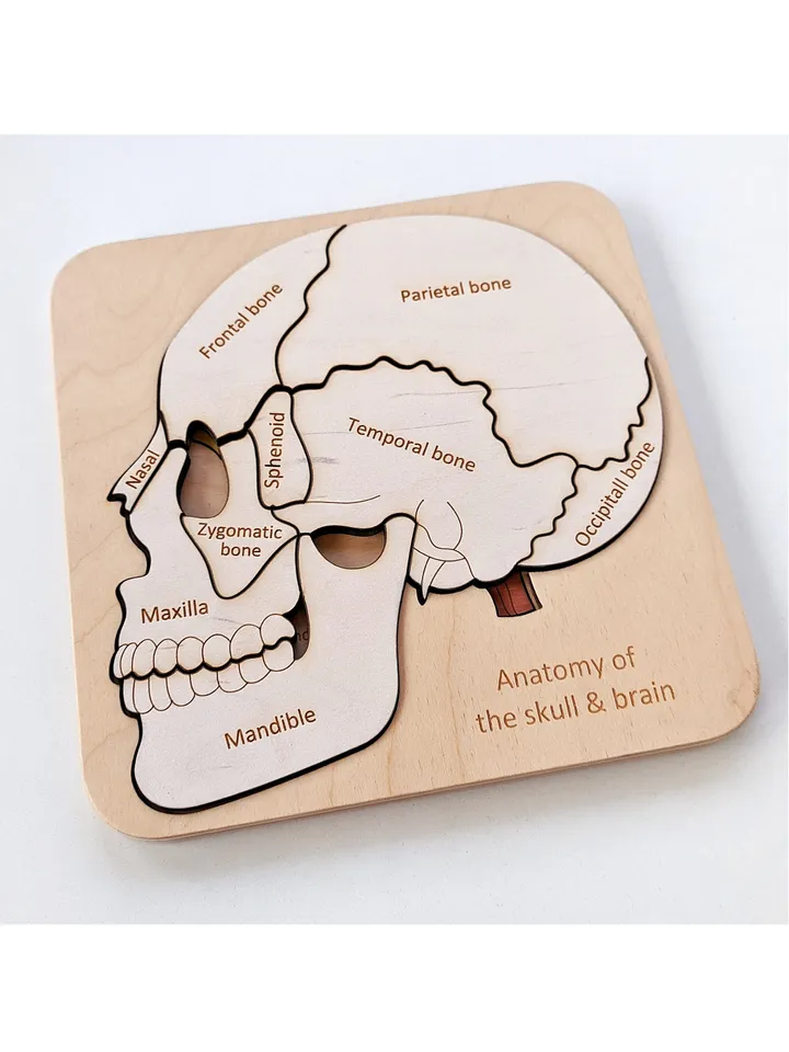 Wooden Puzzle Skull Brain structure puzzle Montessori Wooden puzzle Anatomy game science play