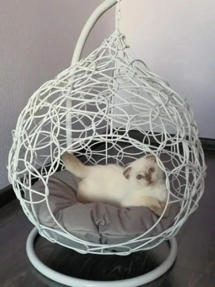 Cat chair Hanging Egg for pet Bed for cat
