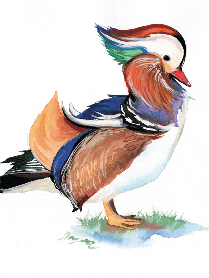 The Mandarin bird original watercolor, bird painting, wall decor, 8x11 in room art for bird lovers by Anne Gorywine