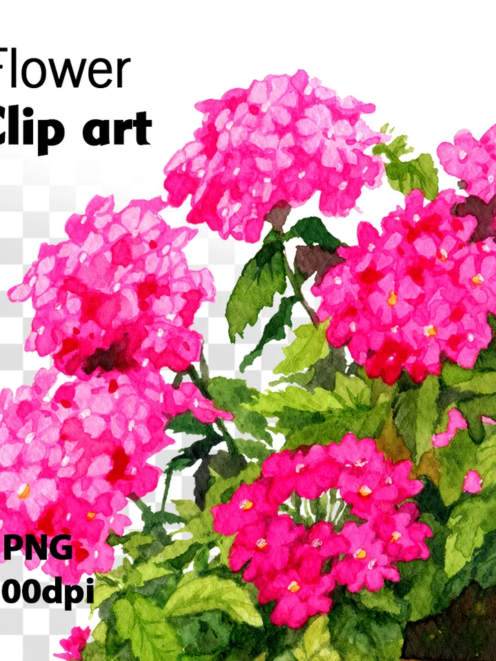 Watercolor botanical clipart, Bright pink flowers in a pot, 2 Digital files PNG and JPEG on transparent and white background, Flower clipart for garden design