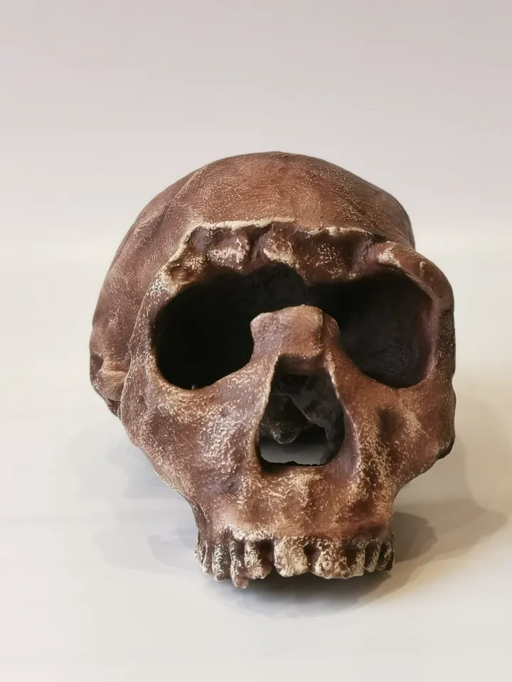 Homo Ergaster Skull Replica Turkana Boy, Prehistoric Fossil Collection, Realistic Hominid Skull, Museum Quality