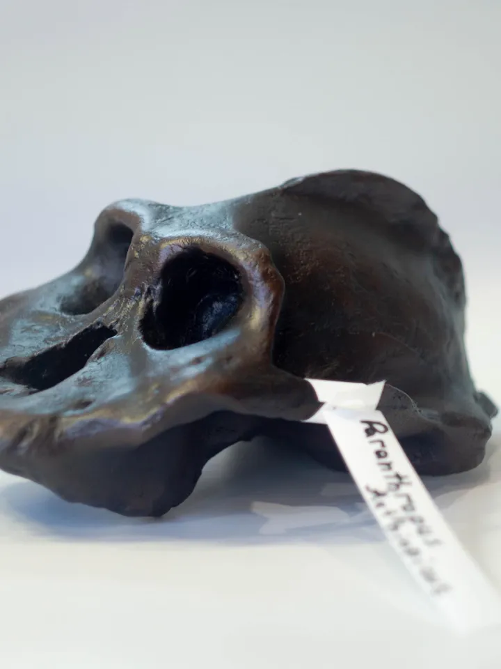 Paranthropus Aethiopicus Skull Replica, Prehistoric Fossil Collection, Realistic Hominid Skull, Museum Quality