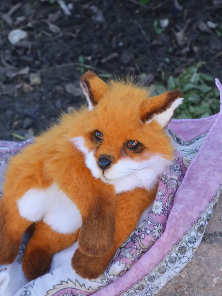 Little fox.