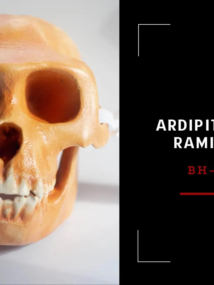 Ardipithecus Ramidus Skull Replica, Prehistoric Fossil Collection, Realistic Hominid Skull, Ardipithecus Ramidus Skull BH-039