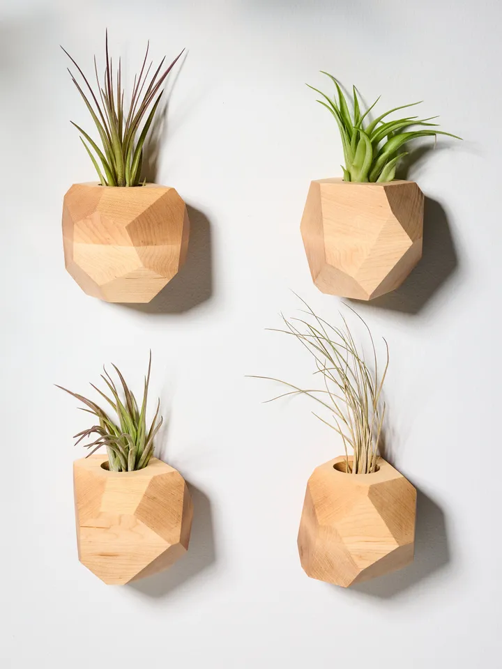 Set of 4 Maple Geometric Air Plant Holder