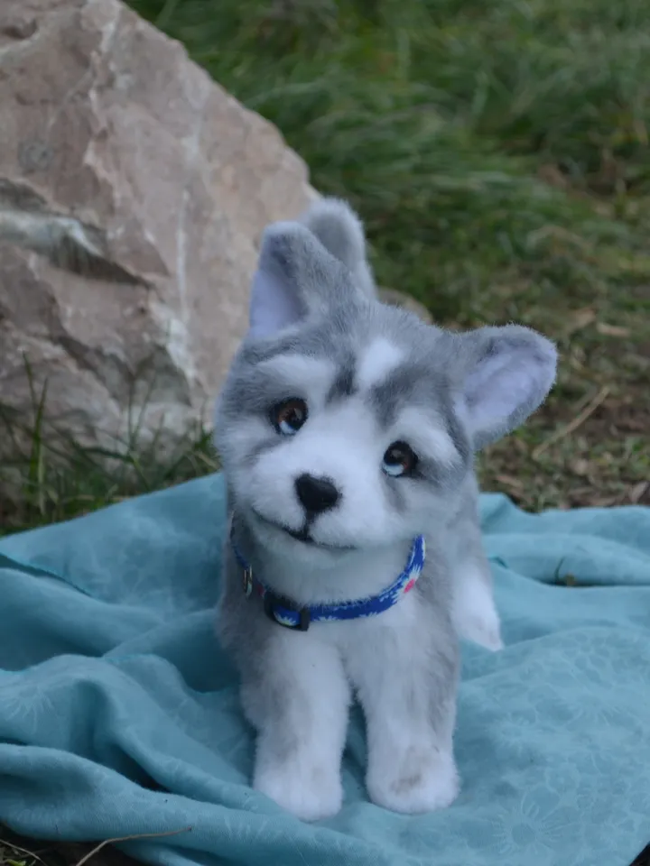 Husky puppy
