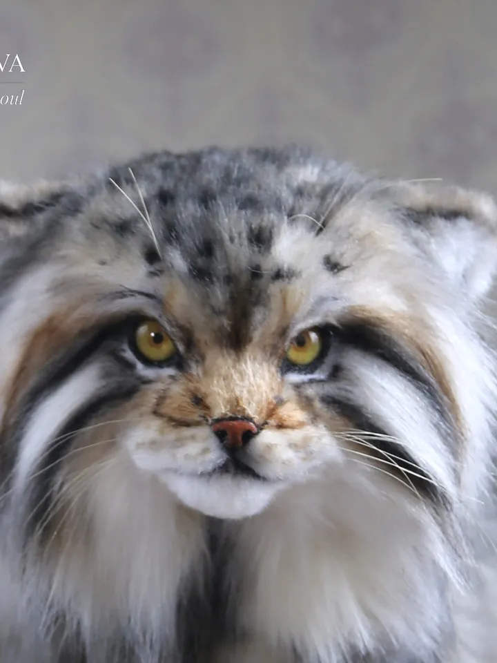 Pallas cat Nusha realistic plush animals. Ooak toy. Realistic manul stuffed toy (READY TO SHIP)