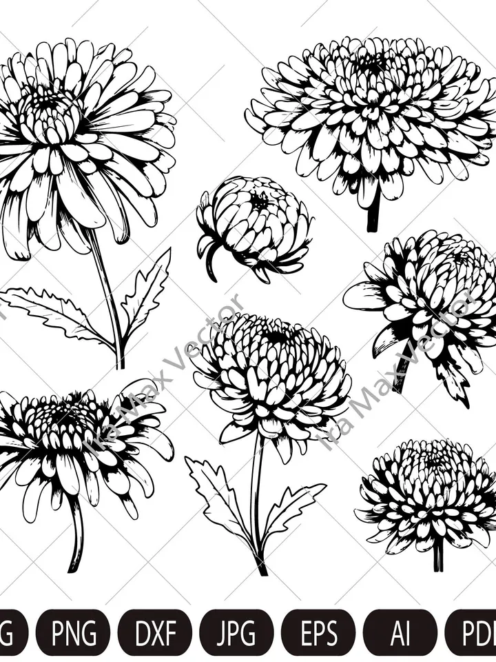 Chrysanthemum Clipart/Line Chrysanthemum Clipart/Autumn Flower/Flower Line Art/Floral Clipart/Hand Drawn Flower Clipart/Line Flower/Garden