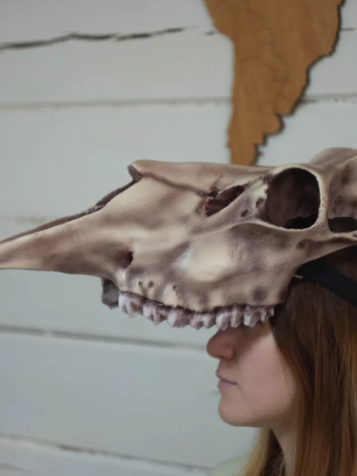 Moose Skull mask | Elk Skull | tribal headpiece | Headpiece skull | ritual mask | pagan headdress | Realistic Skull Mask |real animal skull
