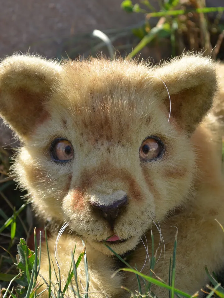 Lion cub