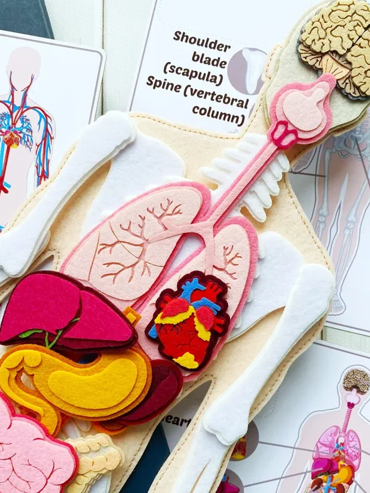 Anatomy board, FULL SET (skeleton and organs),Small Human Anatomy, Medical Human body, Montessori science play set