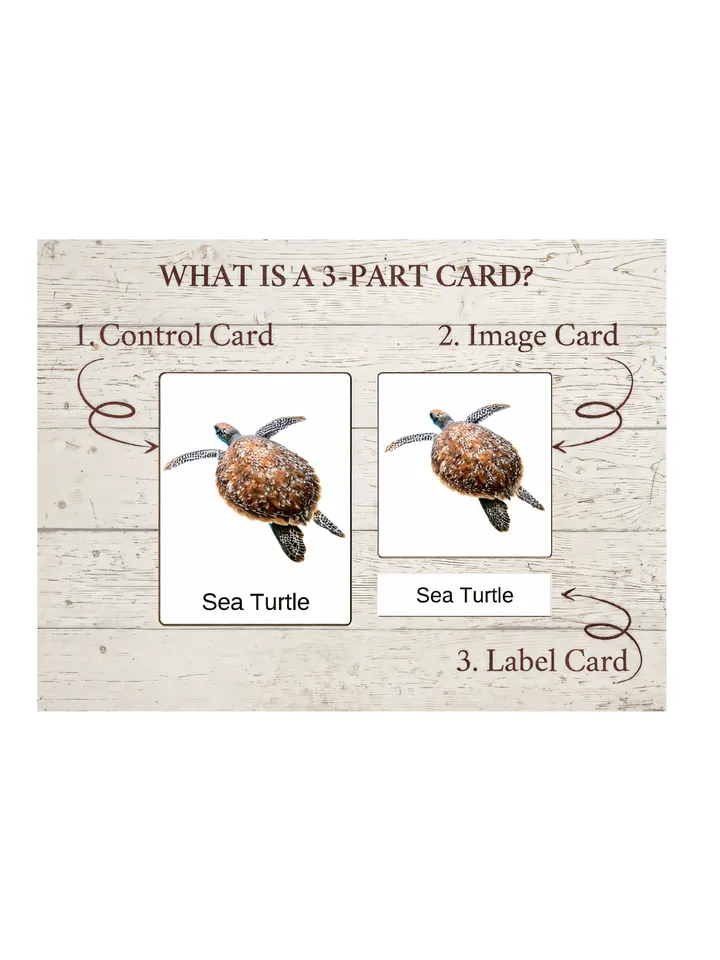 Montessori Printable Cards - OCEAN ANIMALS, Educational Material PDF