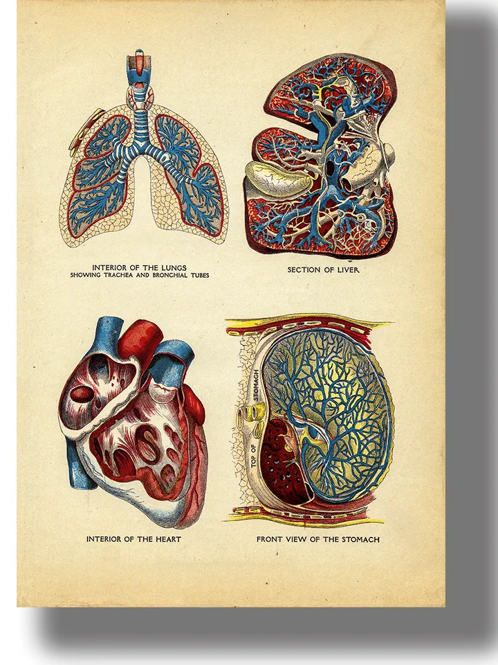 Interior of the heart, lungs, liver and stomach.