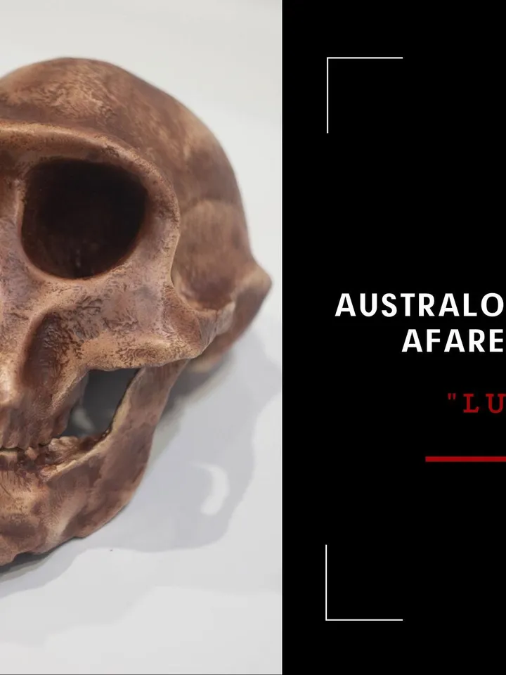 Australopithecus afarensis Skull Replica, Lucy, Prehistoric Fossil Collection, Realistic Hominid Skull, Museum Quality