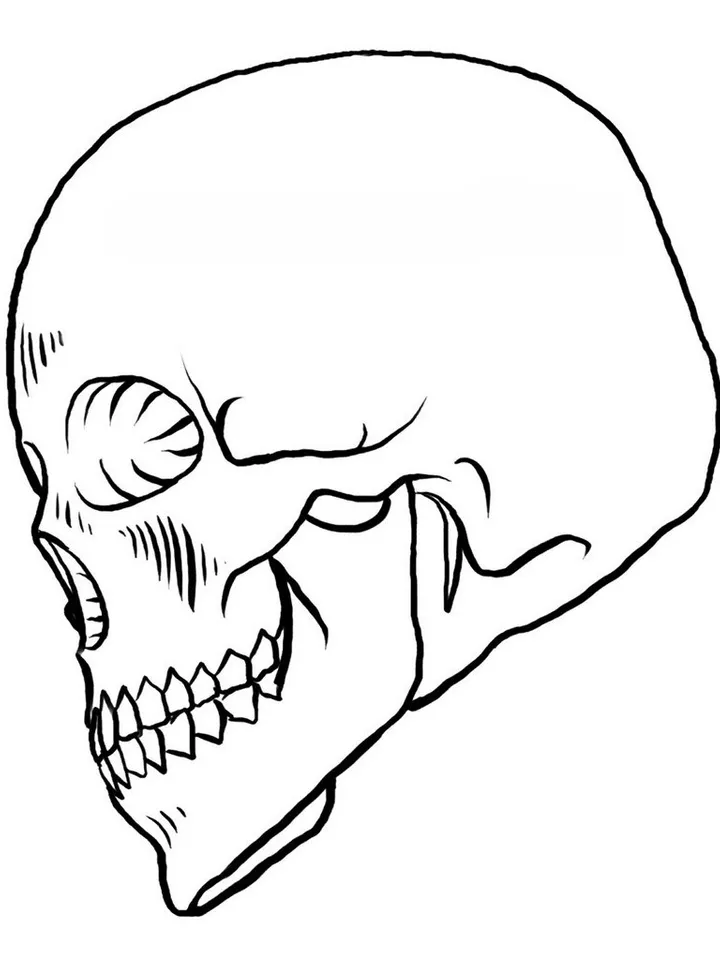 Matthew Amey - Reference Skulls