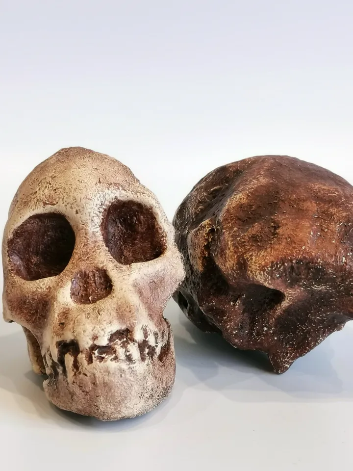 Taung Child Australopithecus Africanus Skull Replica, Prehistoric Fossil Collection, Realistic Hominid Skull, Museum Quality