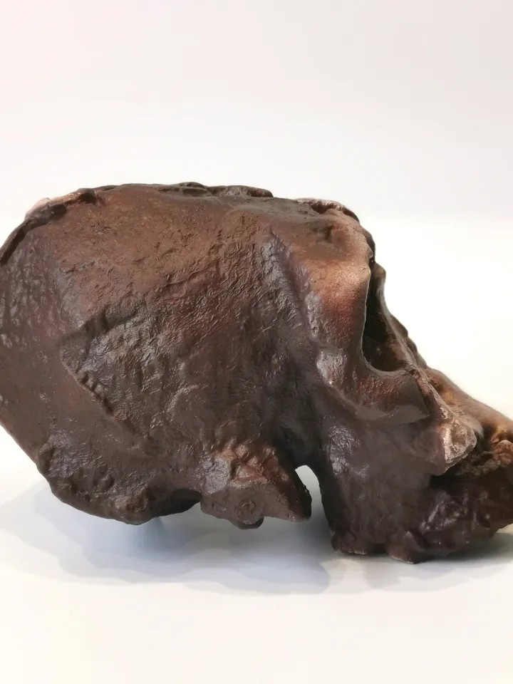 Kenyanthropus Platyops Skull Replica, Prehistoric Fossil Collection, Realistic Hominid Skull, Museum Quality