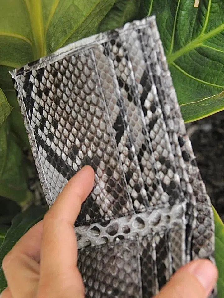 Genuine Python Skin Men Flat Wallet | Exotic Leather Money  Wallet | Gift For Him | Money Clips and Wallet | Grey Portmone Handmade