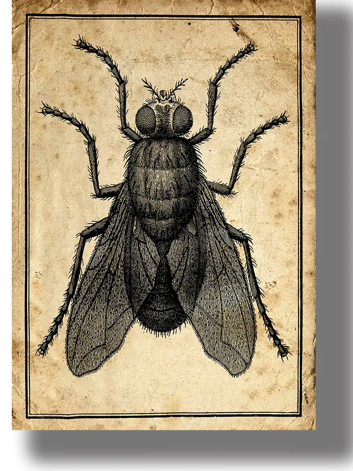 Vintage illustration of house fly. Natural history art.