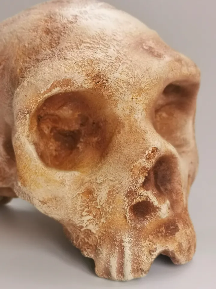 Homo Neanderthal from Gibraltar 1 Skull Replica, Prehistoric Fossil Collection, Realistic Hominid Skull, Museum Quality