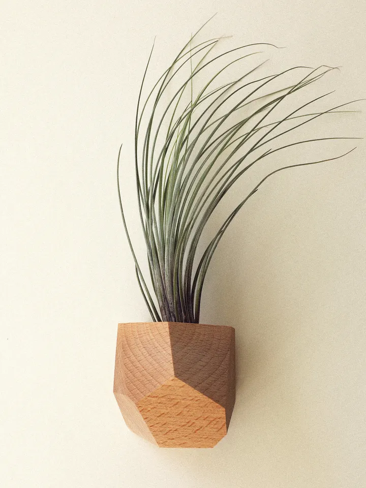 Set of 4 Beech Wood Geometric Air Plant Holder