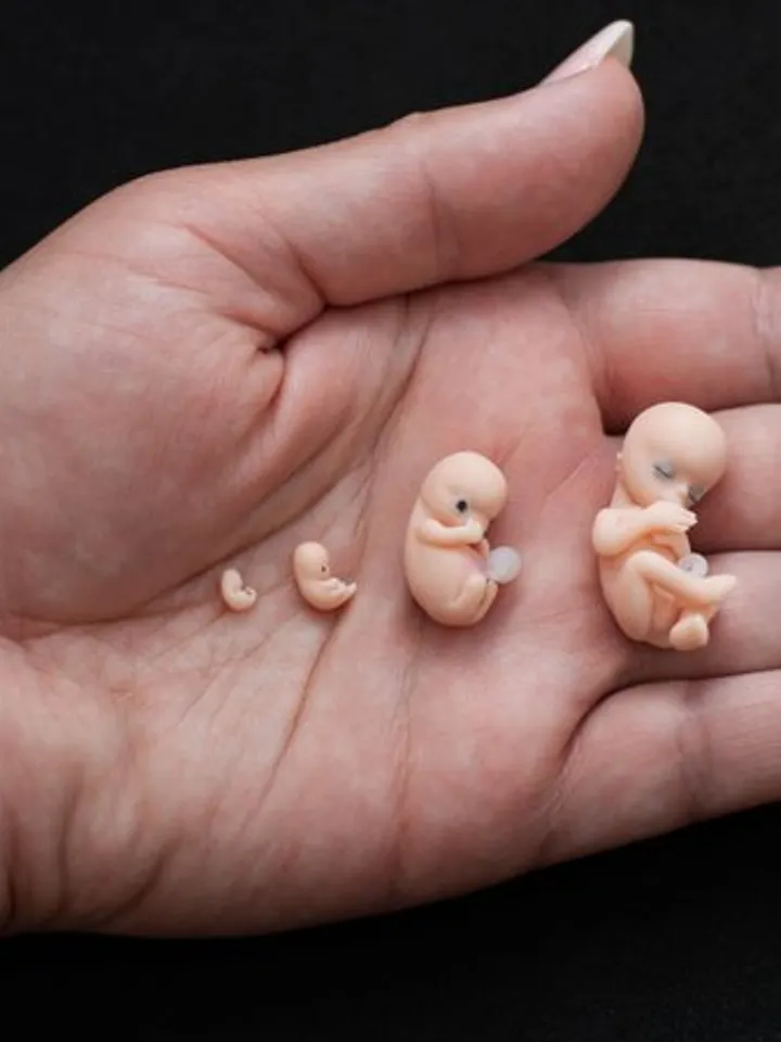 Set of 4 pcs, 1st trimester of pregnancy, figurines of intrauterine embryos,