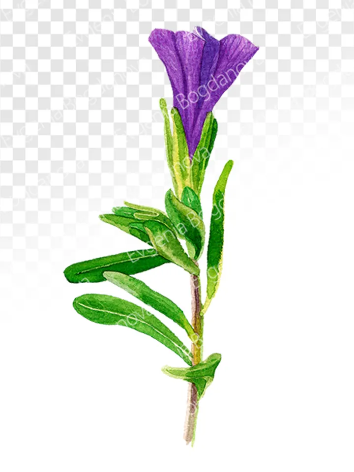 Watercolor botanical clipart, Calibrahoa flowers, 9 Digital files PNG on transparent background, Flower clipart for design, Purple flowers