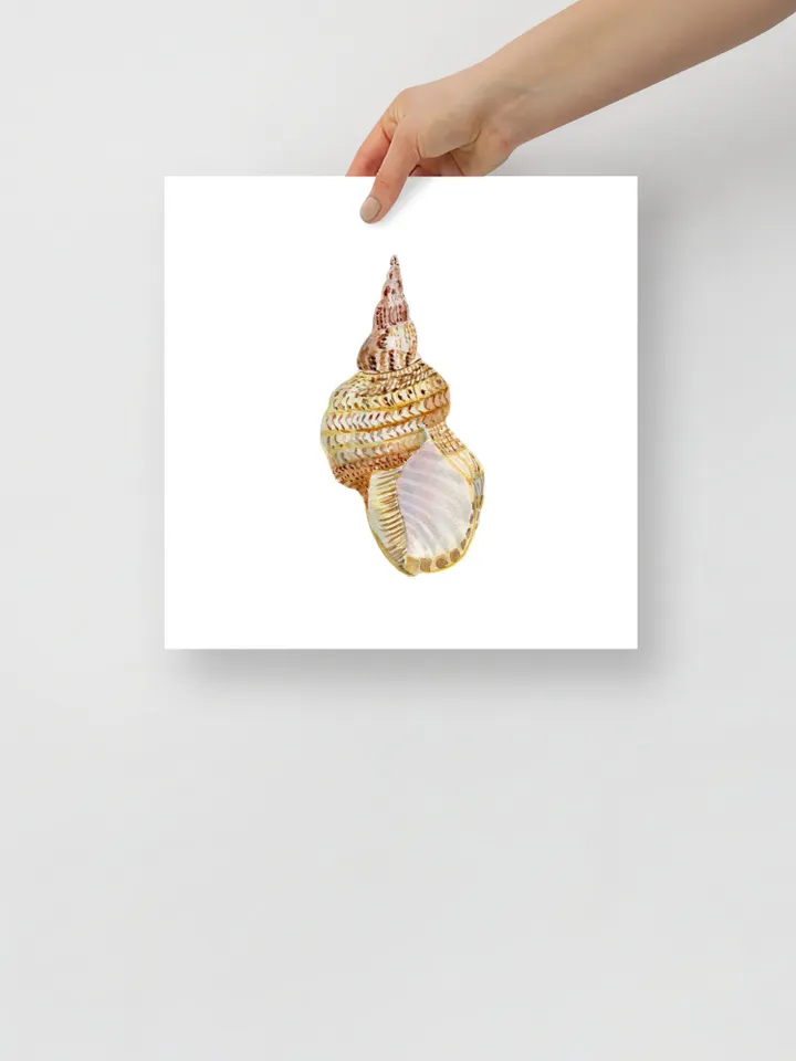 Sea Shell Art, Set Of 4 Art Prints, Watercolor Nautical Painting, Coastal Art Prints, Beach Gift, Seaside Decor, Bathroom Art