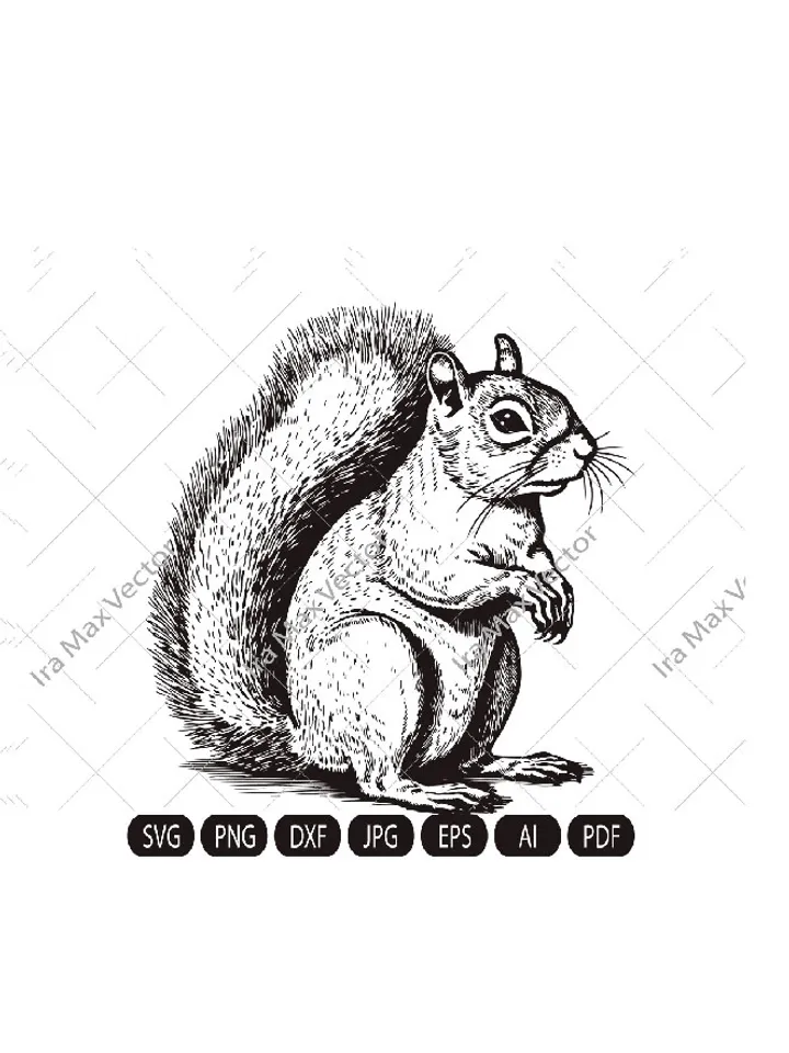 Squirrel SVG, Squirrel shirt, Squirrel png,Squirrel vector, Squirrel cricut,Squirrel poster, Squirrel download