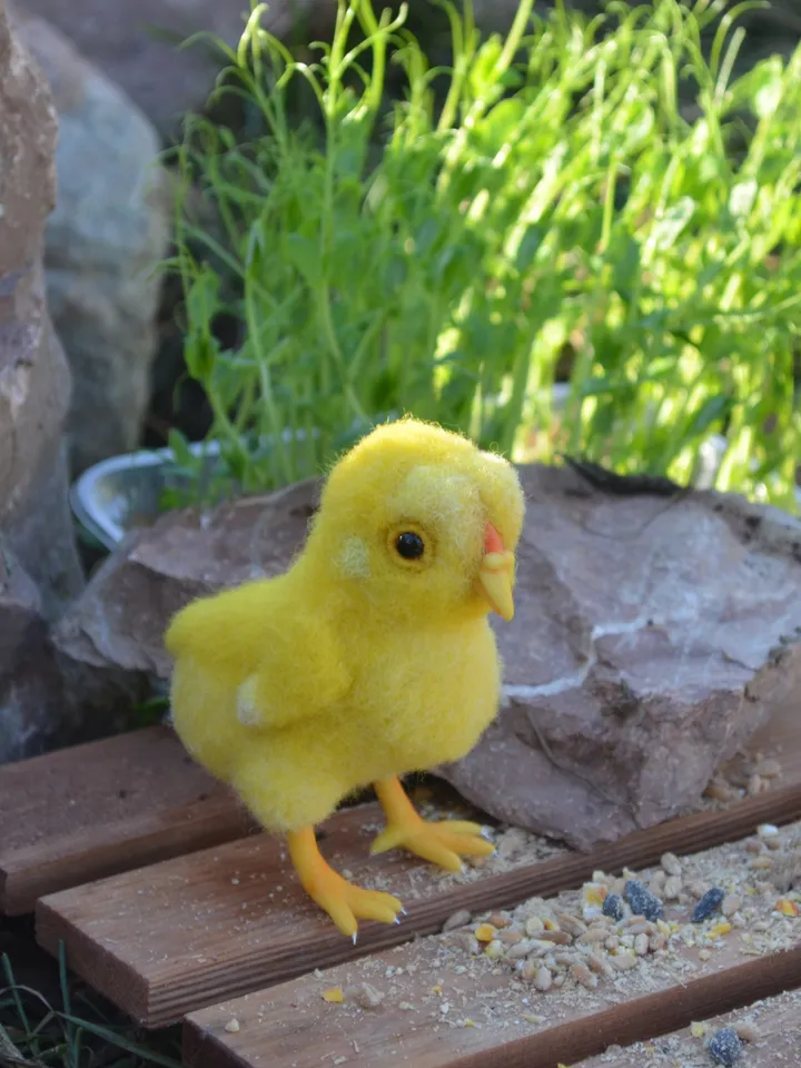 Chicken