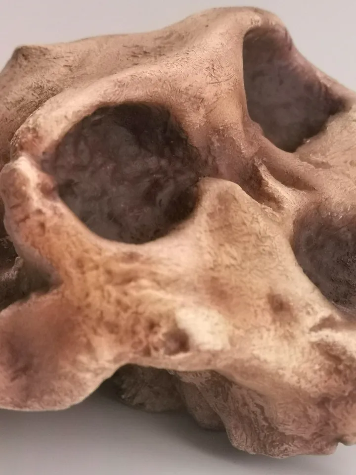Paranthropus Robustus Swartkrans Skull Replica, Prehistoric Fossil Collection, Realistic Hominid Skull, Museum Quality