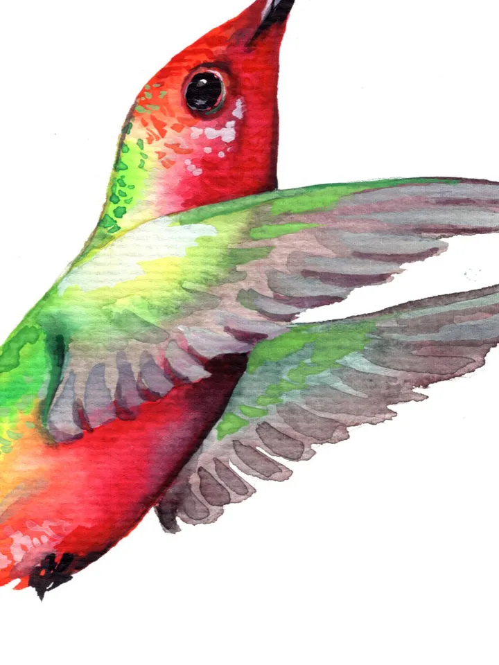 Hummingbird original watercolor, birds painting, wall room decor, 7x10 in art for bird lovers by Anne Gorywine