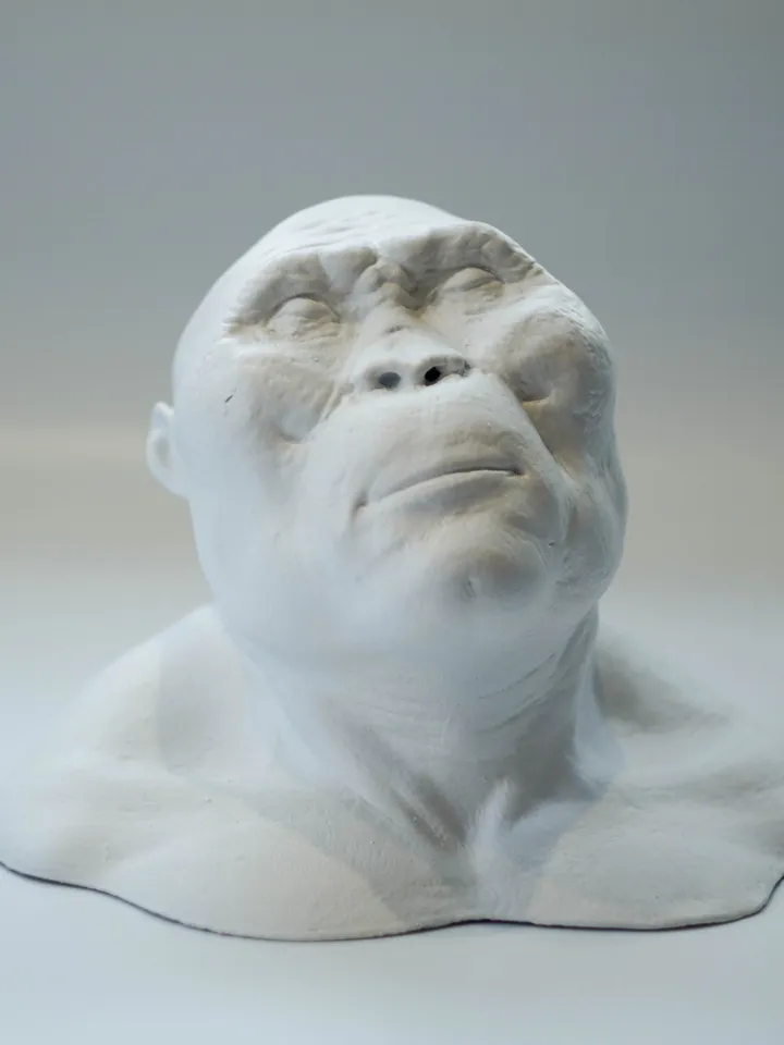 Paranthropus Boisei resin bust statue, Museum Quality Anthropology Model for Study