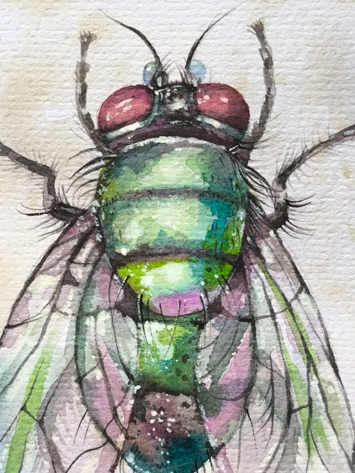 Watercolor. Green Fly.