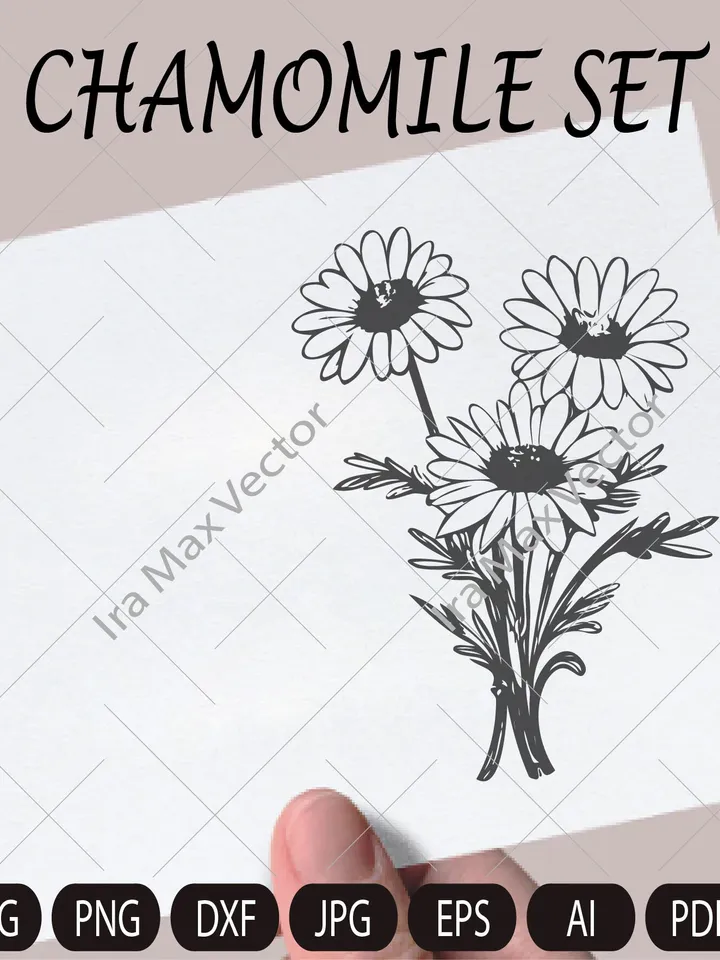 Chamomile Flowers Clip Art, Chamomile PNG, Floral Clipart, Herbal Clip Art, Wildflower, Wedding Invitation, Detailed Floral Illustration
