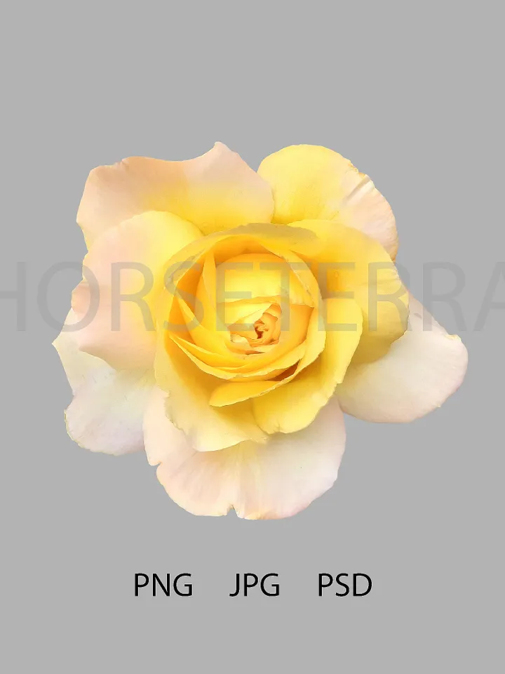Yellow rose. PSD file. PNG file. JPG file