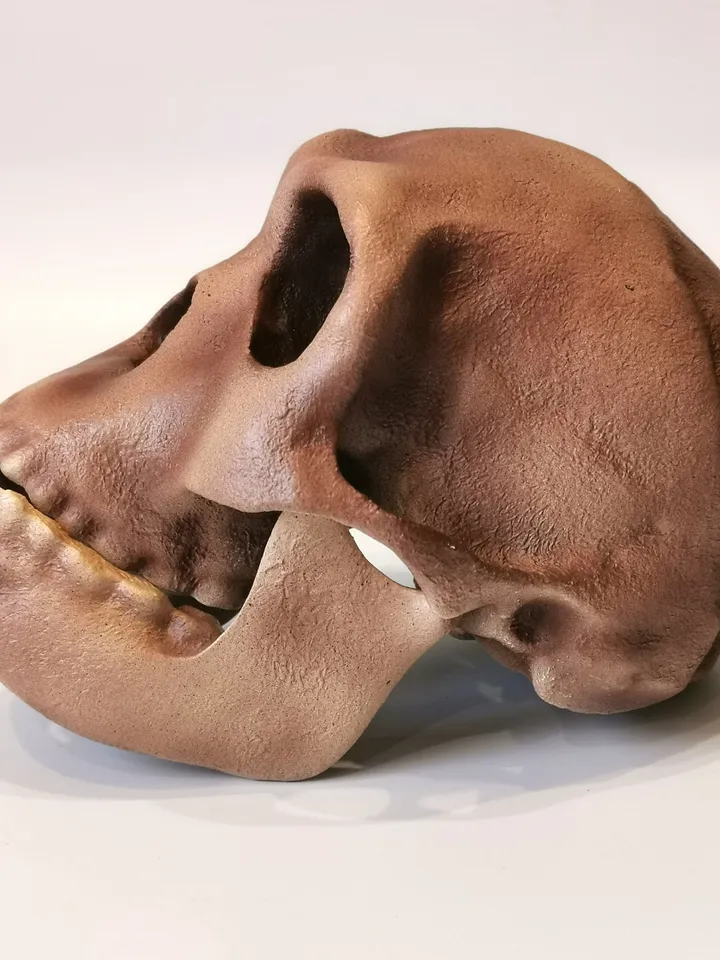 Homo Habilis Skull Replica, Prehistoric Fossil Collection, Realistic Hominid Skull