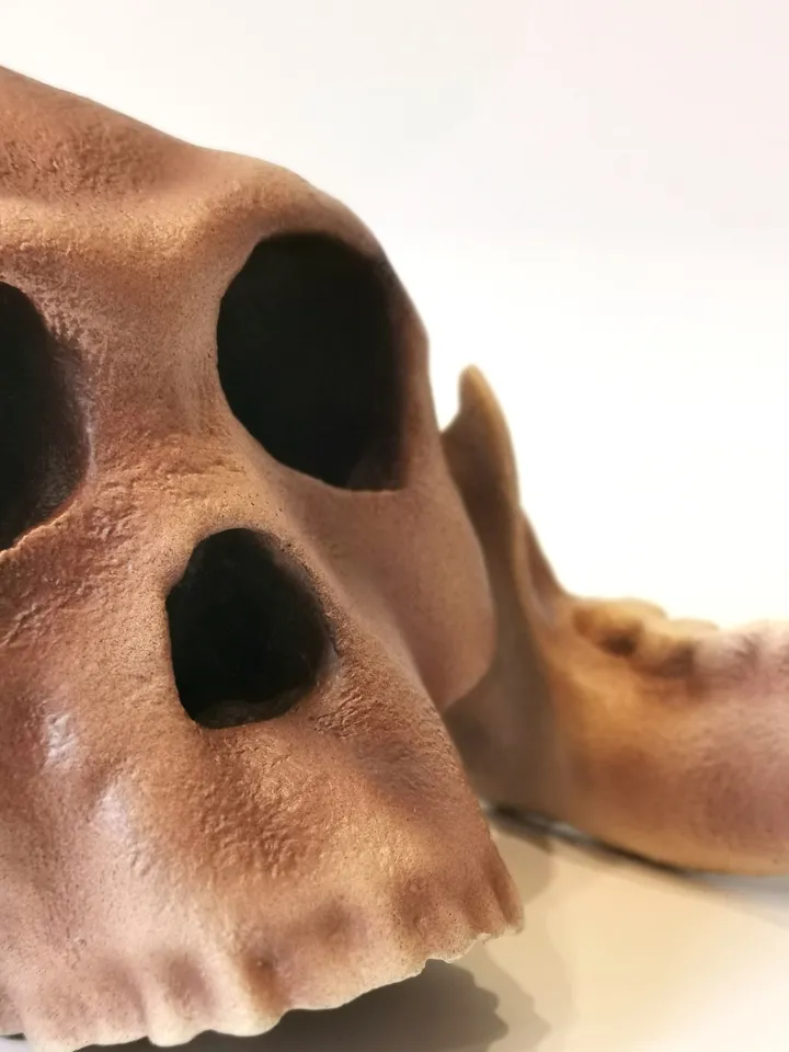 Homo Habilis Skull Replica, Prehistoric Fossil Collection, Realistic Hominid Skull