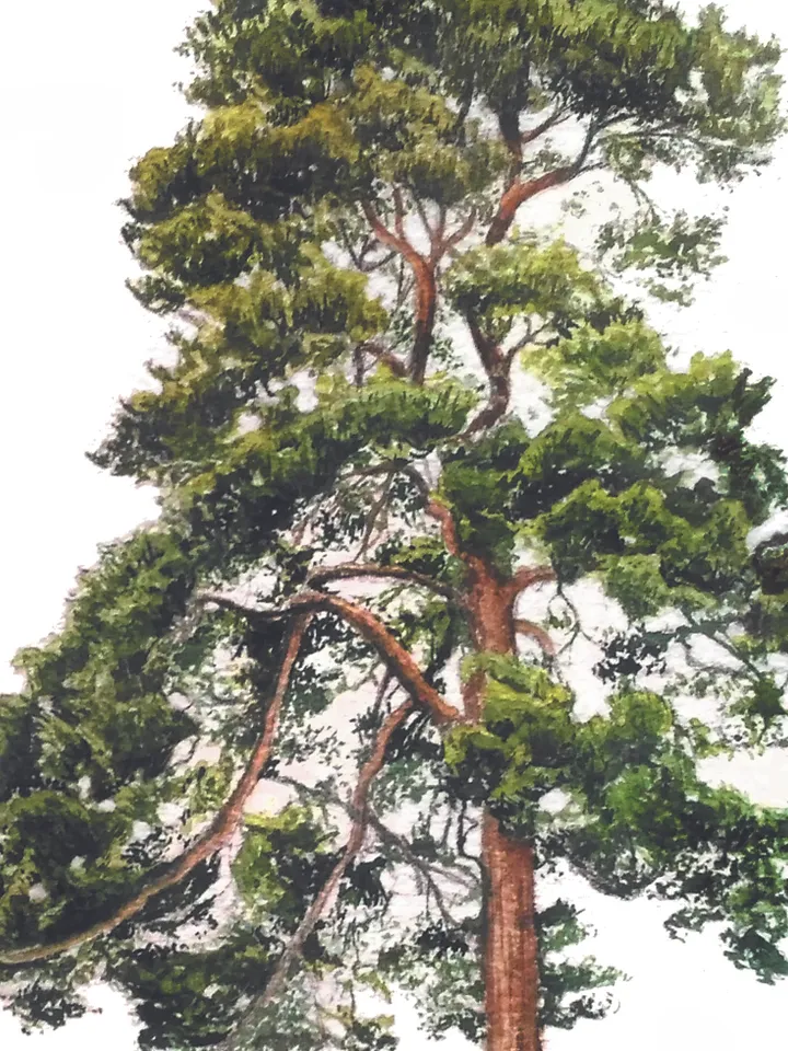 Watercolor poster "PINE TREE"