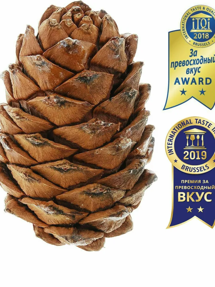 Selected cedar cone with nuts 3 pieces, free shipping