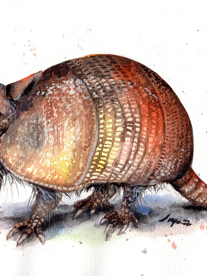 Armadillo original watercolor, animals painting, wall decor, 7x10 in art for animal lovers by Anne Gorywine