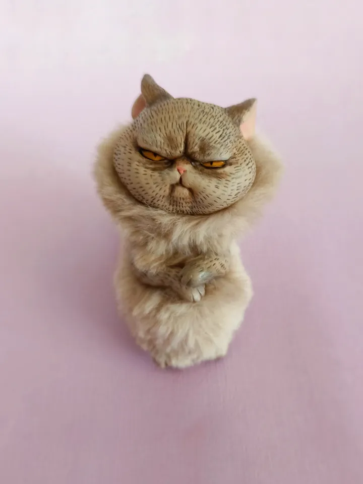 Offended angry cat