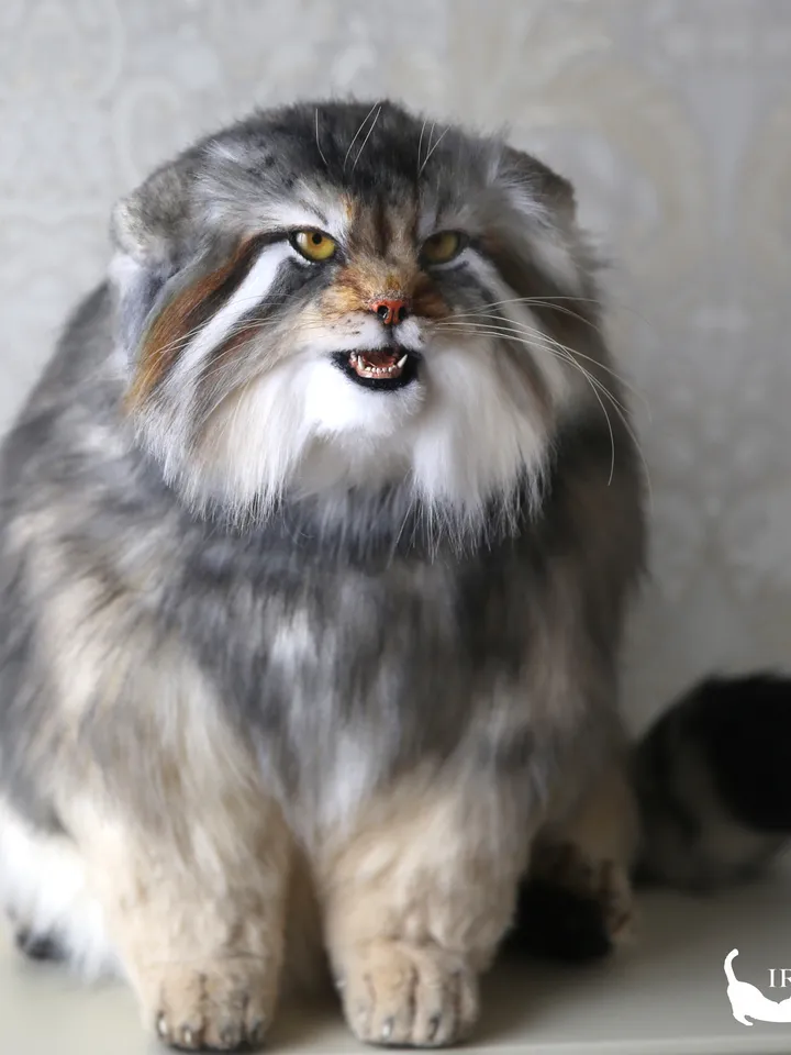Pallas cat Fedor realistic plush animals. Ooak toy. Realistic manul stuffed toy