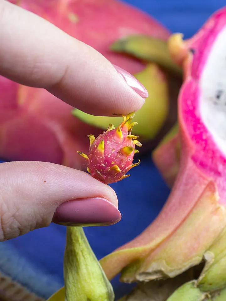 TUTORIAL Miniature pitaya or dragon fruit with polymer clay